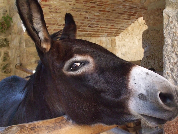 Primer plano de un burro marrón oscuro en una jaula de madera