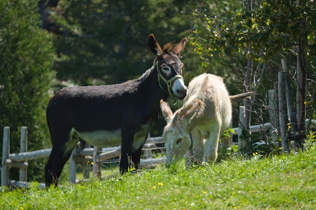 Primer plano de burros pastando en un campo agrícola cubierto de vegetación bajo la luz del sol