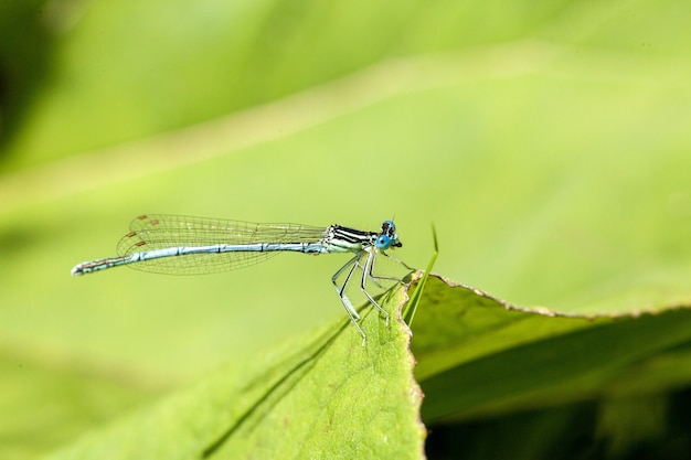 Primer plano de un caballito del diablo azul con un distintivo color negro y azul posado sobre una lámina de hoja