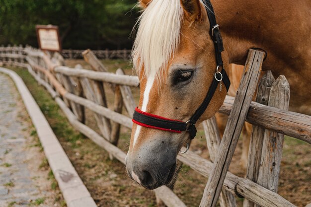 Primer plano de un caballo al lado de una valla de madera en una granja