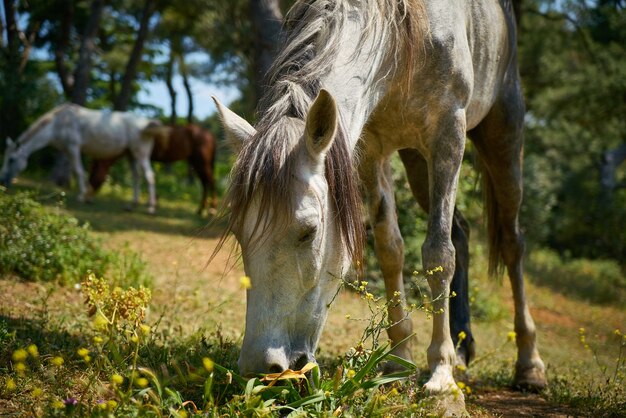 Primer plano de caballo alimentándose