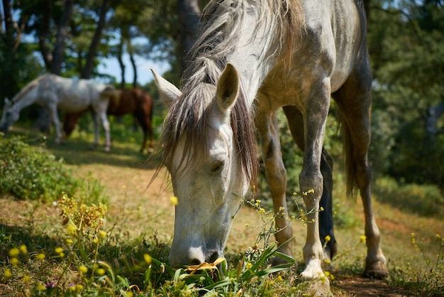 Primer plano de caballo alimentándose