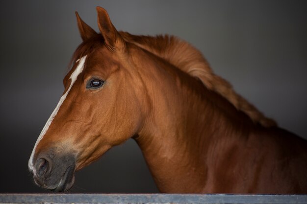 Primer plano de caballo marrón elegante