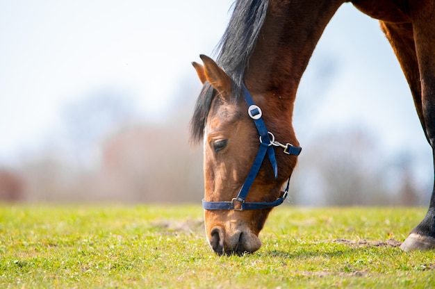 Primer plano de un caballo marrón pastando en un campo bajo la luz del sol con un fondo borroso