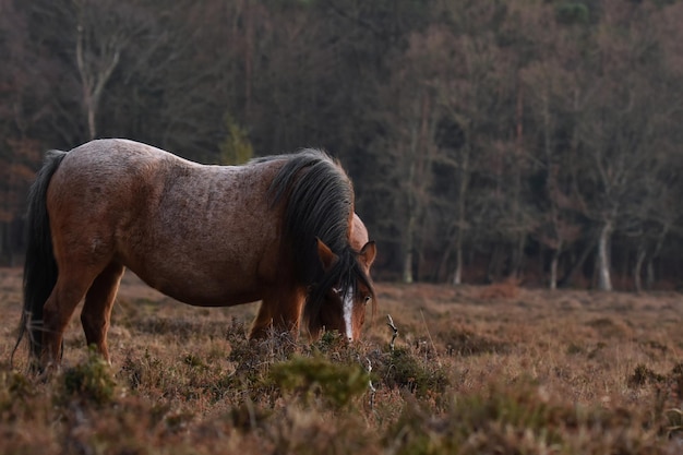 Foto gratuita primer plano de un caballo marrón pastando en un pasto