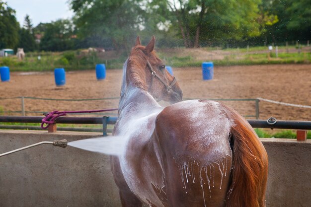 Primer plano de un caballo marrón tomando un baño en un rancho