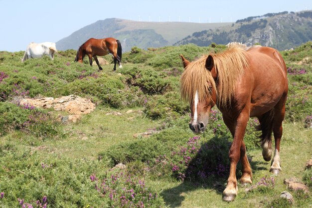 Primer plano de caballos blancos y marrones que pastan en un campo verde en la cima de una colina bajo el cielo azul