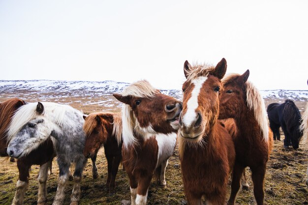 Primer plano de caballos islandeses en un campo cubierto de nieve y hierba en Islandia