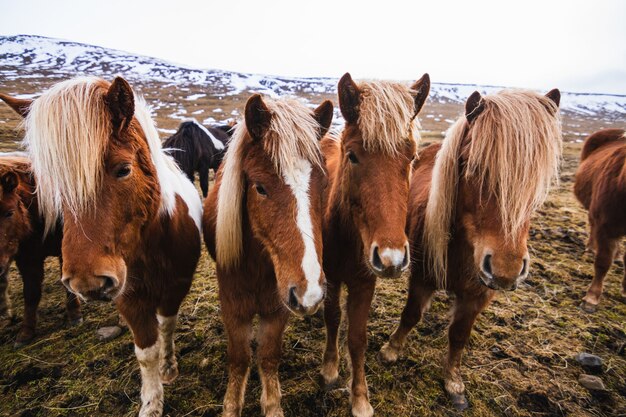 Primer plano de caballos islandeses en un campo cubierto de nieve y pasto bajo un cielo nublado en Islandia