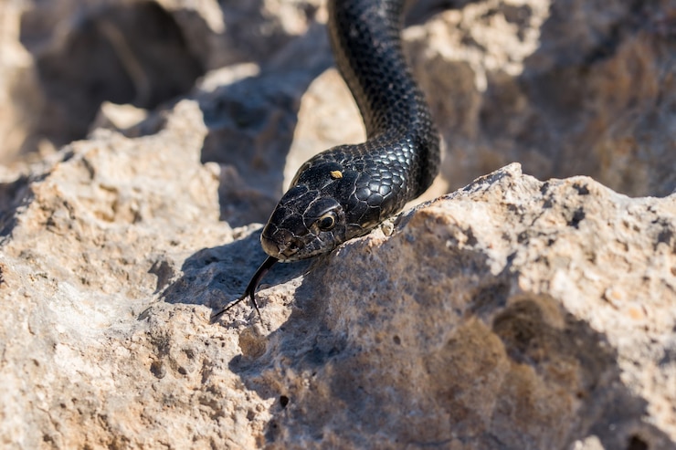Foto gratuito primer plano de la cabeza de un adulto black western whip snake, hierophis viridiflavus, en malta