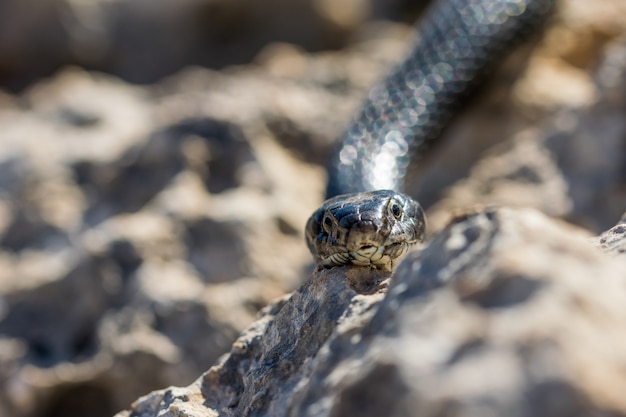 Primer plano de la cabeza de un adulto Black Western Whip Snake, Hierophis viridiflavus, en Malta