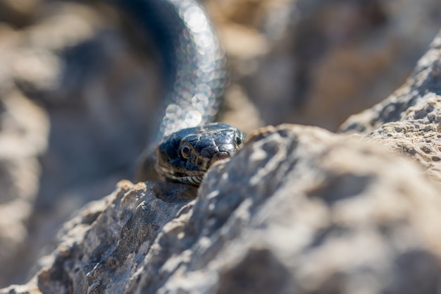 Primer plano de la cabeza de un adulto black western whip snake