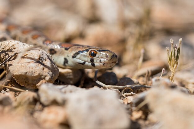 Primer plano de la cabeza de un adulto o serpiente leopardo europea Ratsnake, Zamenis situla, en Malta