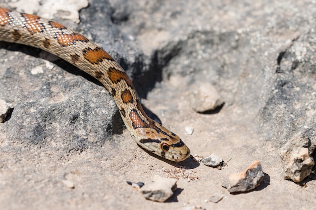 Foto gratuita primer plano de la cabeza de un adulto o serpiente leopardo europea ratsnake, zamenis situla, en malta