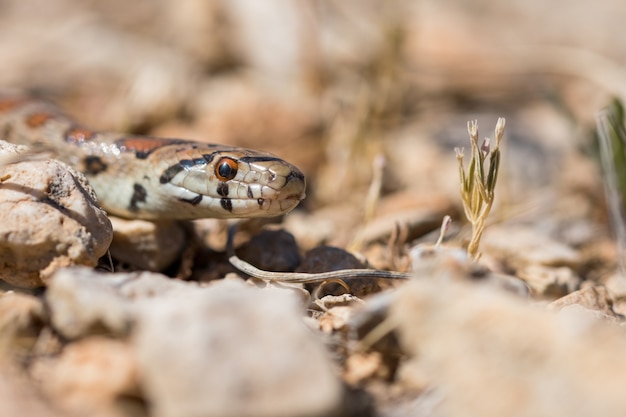 Primer plano de la cabeza de un adulto o serpiente leopardo europea Ratsnake, Zamenis situla, en Malta