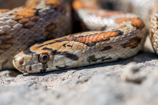 Primer plano de la cabeza de un adulto o serpiente leopardo europea Ratsnake, Zamenis situla, en Malta