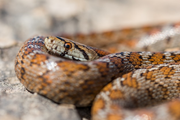 Primer plano de la cabeza de un adulto o serpiente leopardo europea Ratsnake, Zamenis situla, en Malta