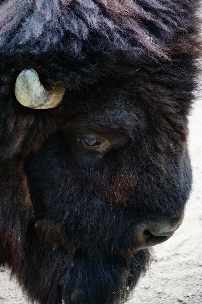 Primer plano de una cabeza de un bisonte norteamericano mirando en el suelo