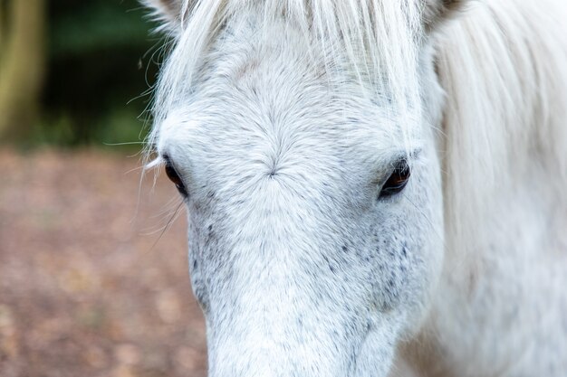 Primer plano de la cabeza de un caballo blanco en Thornecombe Woods, Dorchester, Dorset, Reino Unido