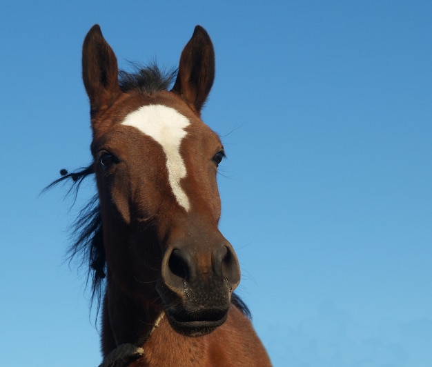 Primer plano de la cabeza de un caballo marrón sobre un cielo azul claro