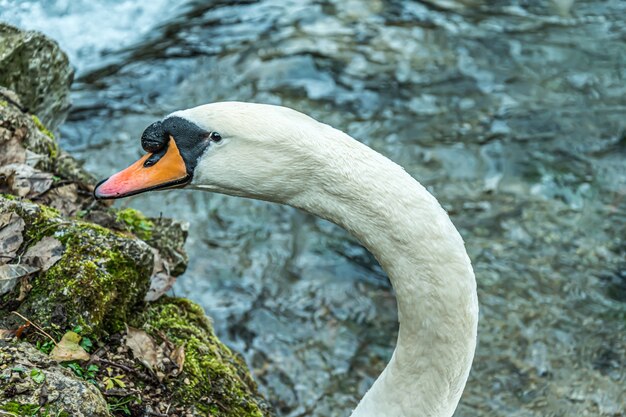 Primer plano de una cabeza de cisne con un arroyo y rocas en la superficie borrosa