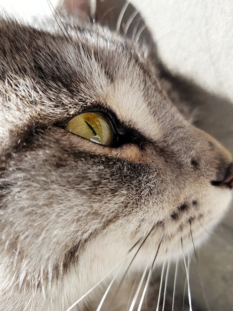 Primer plano de la cabeza de un gato gris
