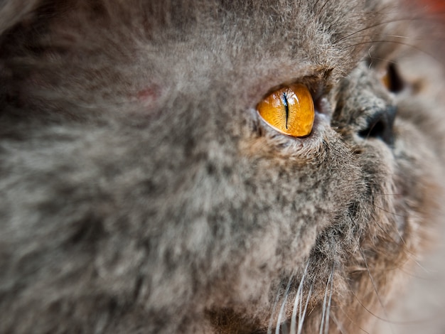 Primer plano de la cabeza de un gato gris