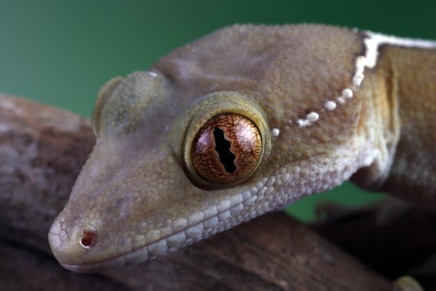 Primer plano de cabeza de gecko de línea blanca
