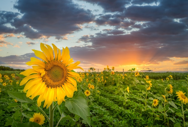 Primer plano de una cabeza de girasol con el campo de muchos en la superficie