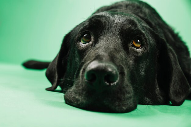 Primer plano cabeza de labrador