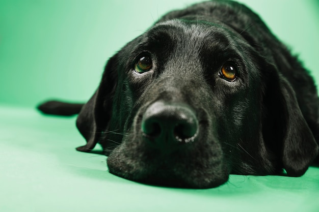 Primer plano cabeza de labrador