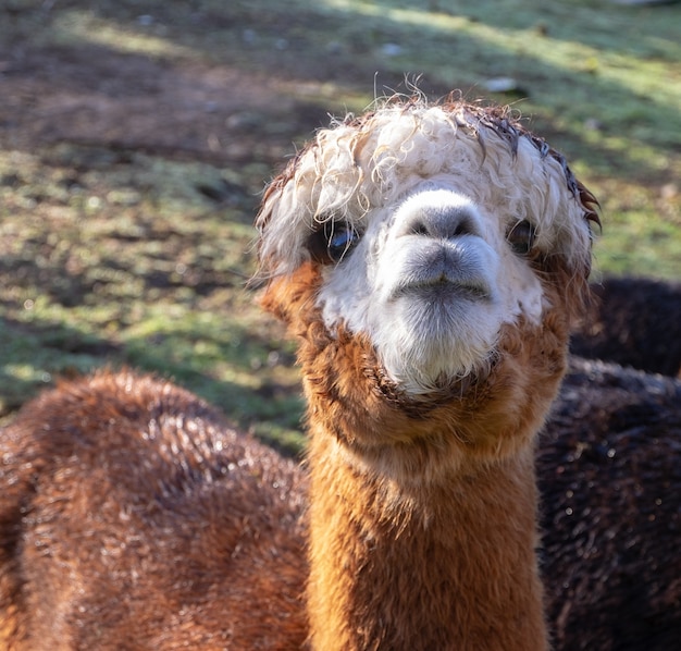 Primer plano de la cabeza de un lindo lama marrón de pie en el campo