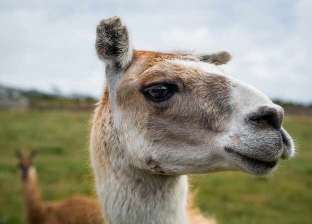 Primer plano de la cabeza de una llama