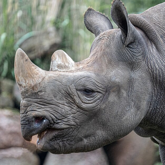 Primer plano de la cabeza de un rinoceronte durante el día