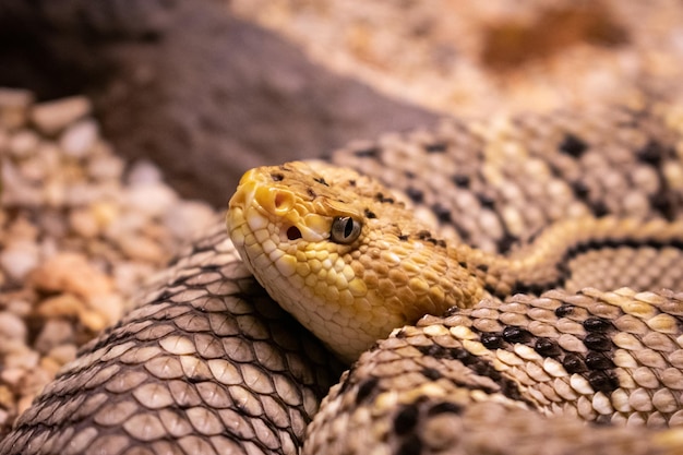 Primer plano de la cabeza de la serpiente de cascabel Foco seleccionado