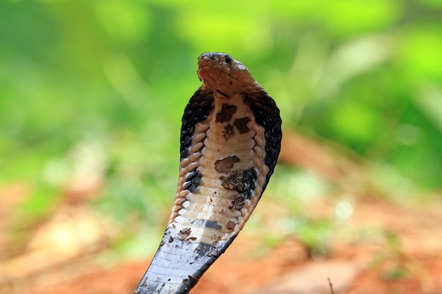 Foto gratuita primer plano de la cabeza de la serpiente cobra de java