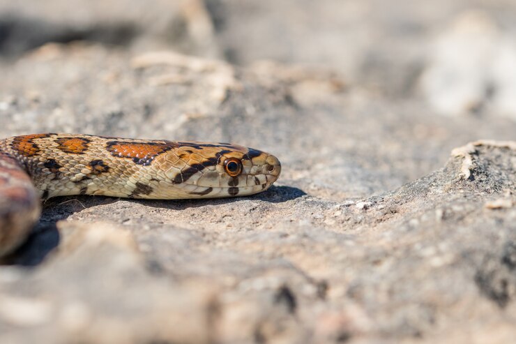 Foto gratuito primer plano de la cabeza de una serpiente leopardo adulta