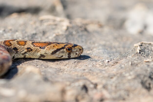 Primer plano de la cabeza de una serpiente leopardo adulta