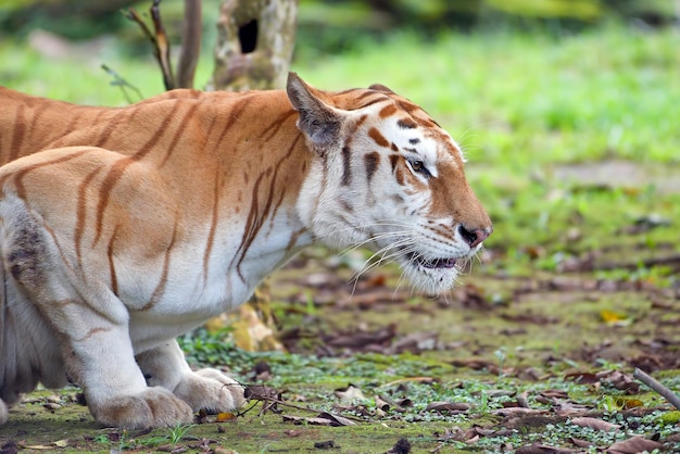 Primer plano de la cabeza del tigre dorado Primer plano del tigre dorado atigrado Cara Primer plano del tigre dorado atigrado