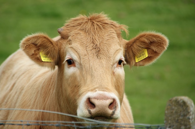 Primer plano de la cabeza de una vaca marrón con etiquetas de identificación en las orejas