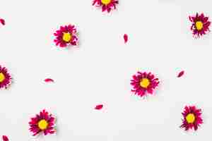 Foto gratuita primer plano cabezas de flores brillantes