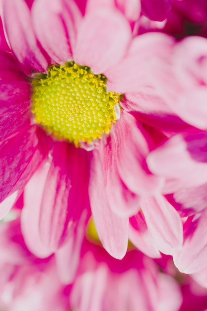 Primer plano cabezas de flores de tinta