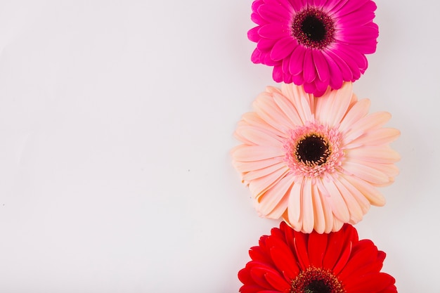 Primer plano de cabezas de gerbera