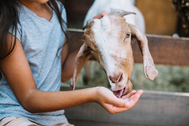 Primer plano de una cabra comiendo comida de la mano de la niña