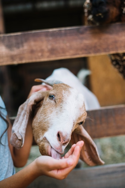 Primer plano de la cabra comiendo de la mano de la niña