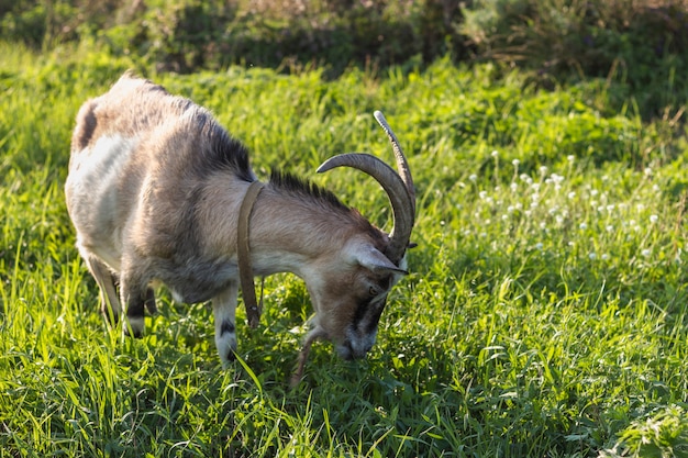 Primer plano de cabra en la granja comiendo hierba