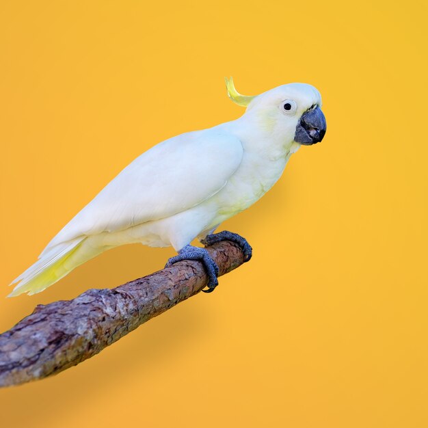 Primer plano de una cacatúa de cresta de azufre posado en la rama sobre un fondo amarillo