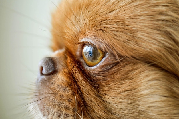 Primer plano de un cachorro pequinés de pelo corto