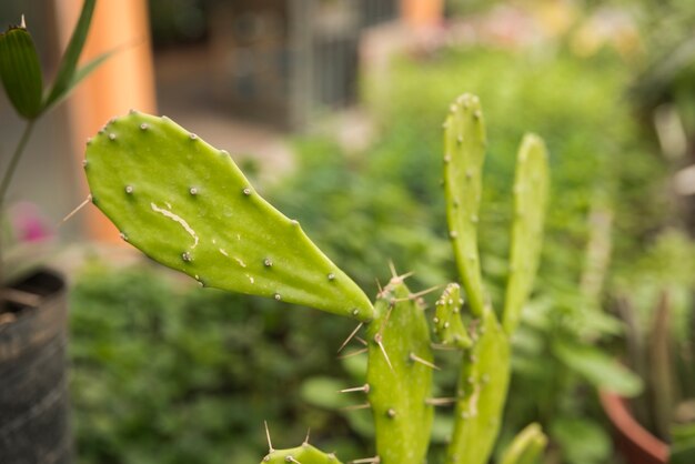 Primer plano de un cacto de pera espinosa verde