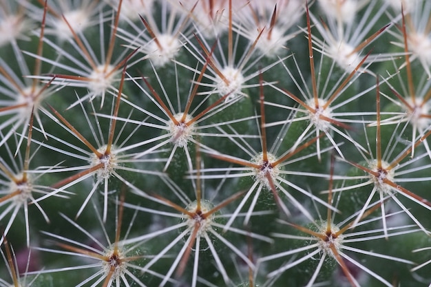 Foto gratuita primer plano de un cactus con agujas durante el día